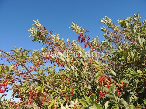 chokecherry, common